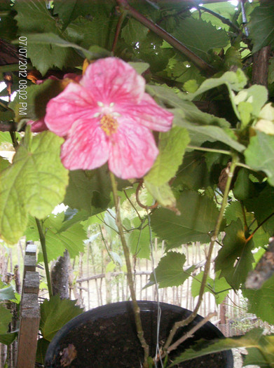 iulie 2012 022 - abutilon 2012