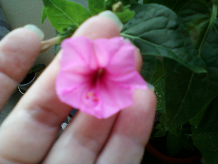 mirabilis jalapa-barba imparatului