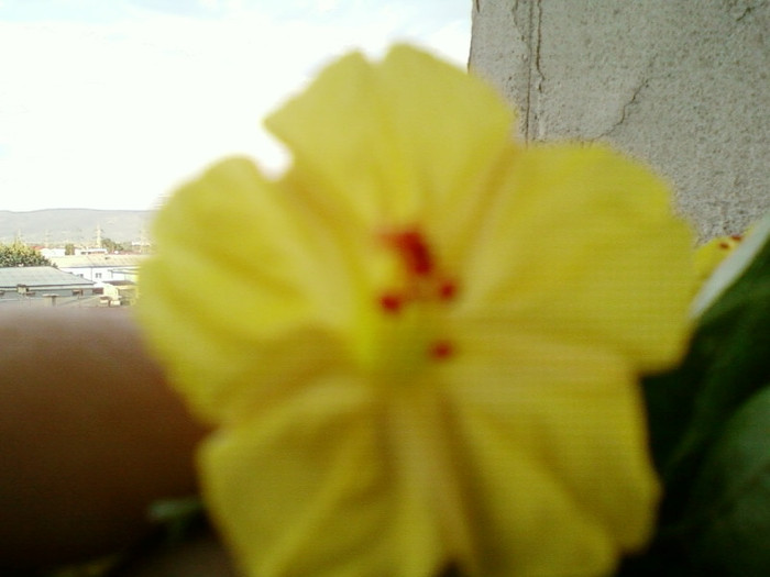 mirabilis jalapa-barba imparatului