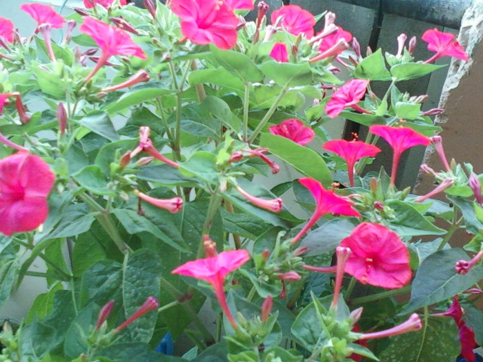 mirabilis jalapa-barba imparatului
