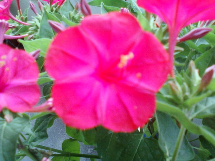 mirabilis jalapa-barba imparatului