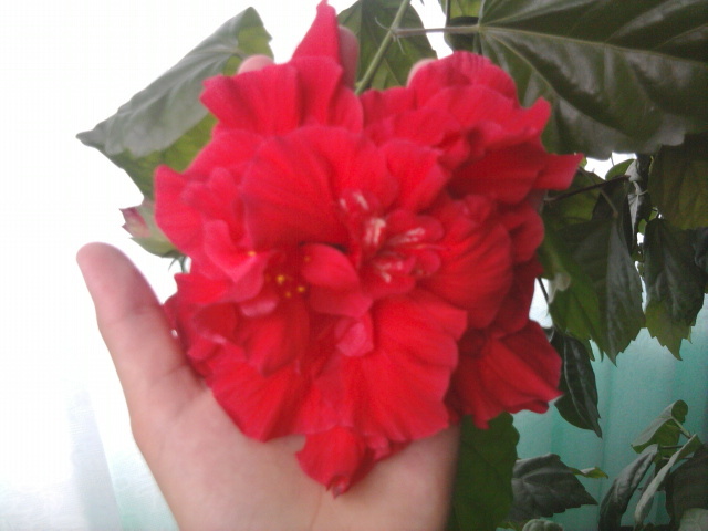 Fotografie1142 - florile mele2