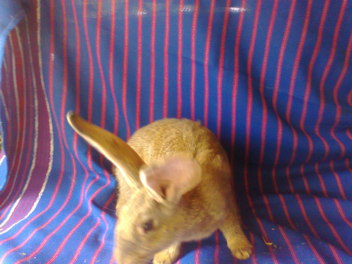 Fotografie1214 - Copy