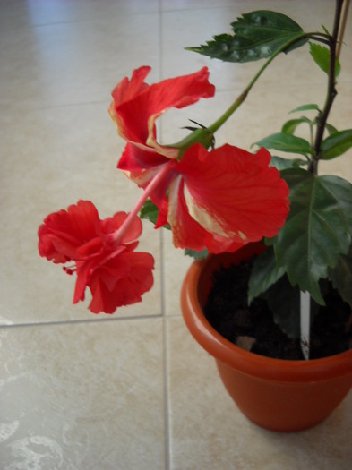 sunt frumoasa ca o  Regina!!