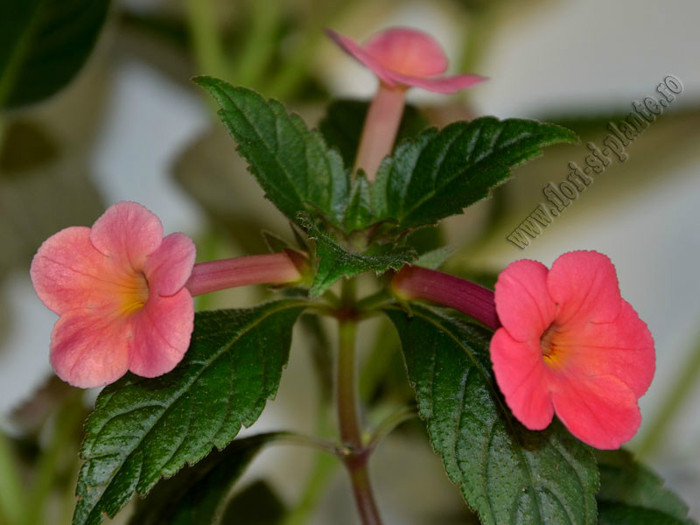 Achimenes Coral Sunset; 2012
