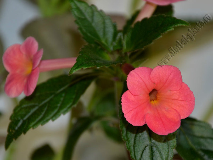 Achimenes Coral Sunset; 2012
