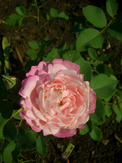 CIMG6215