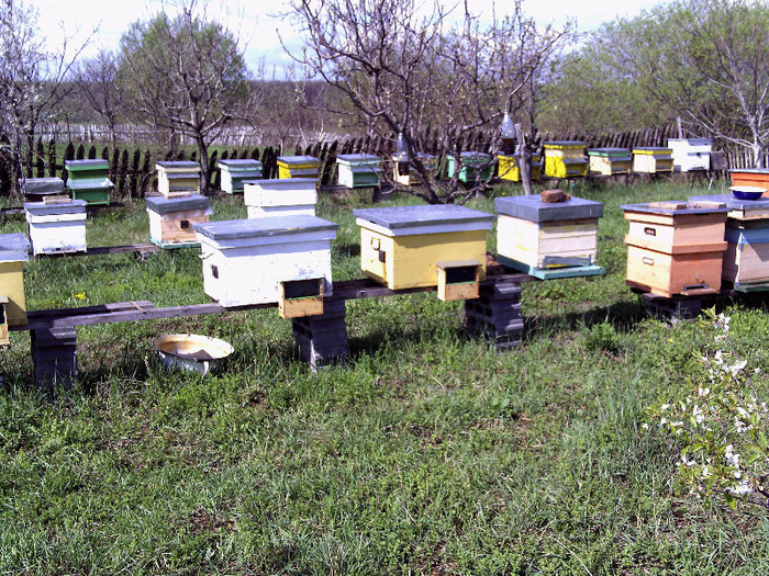 vara 2012 001 - 2012 apicole