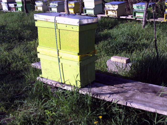 vara 2012 008 - 2012 apicole