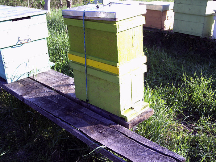 vara 2012 011 - 2012 apicole