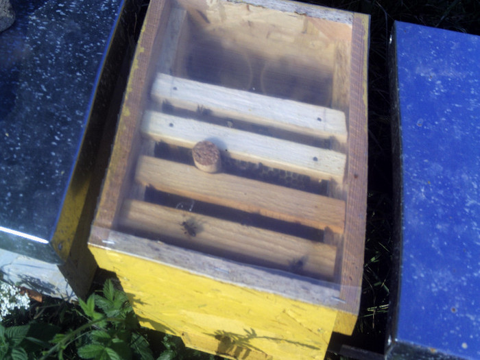 vara 2012 021 - 2012 apicole