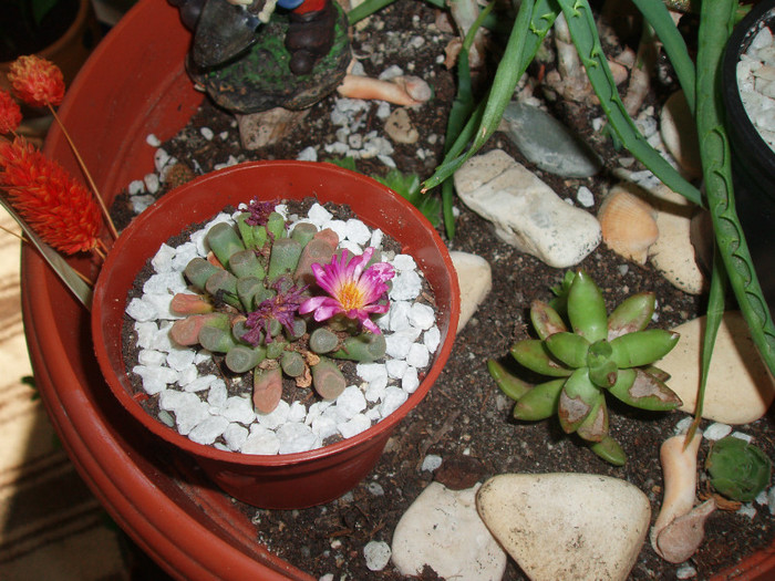 Frithia pulchra - Cactusi si suculente