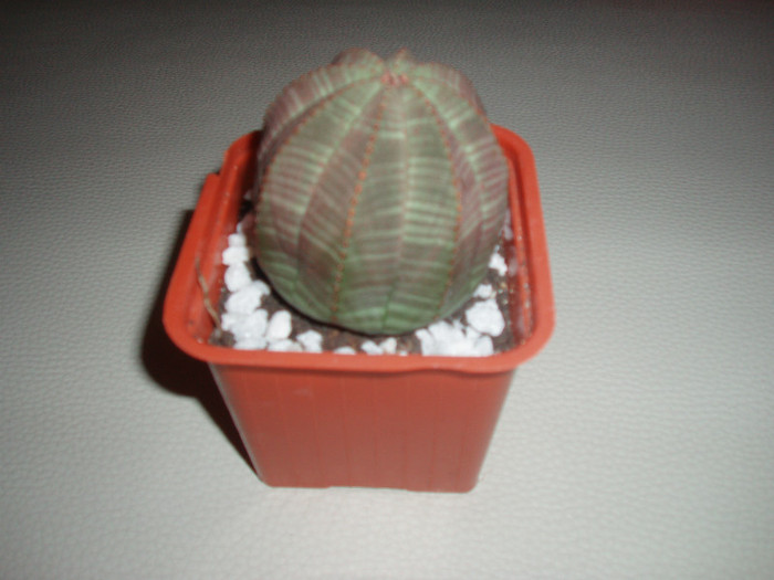Euphorbia obesa - Cactusi si suculente