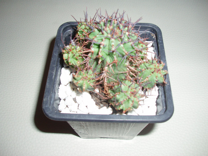 euphorbia horrida - Cactusi si suculente