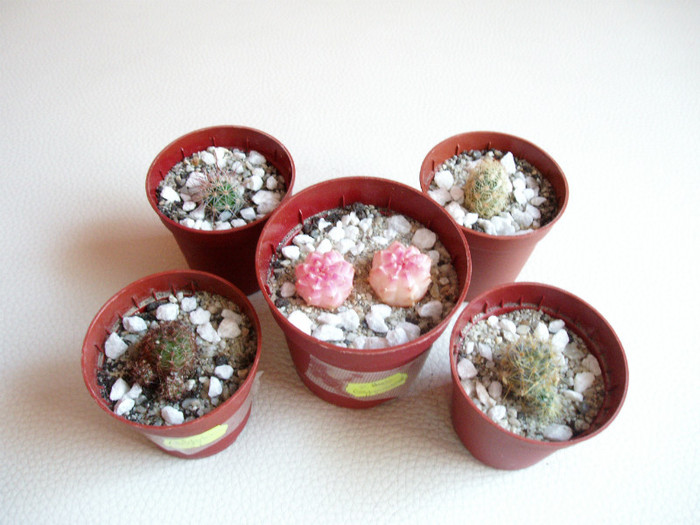 grupa mica - Cactusi si suculente