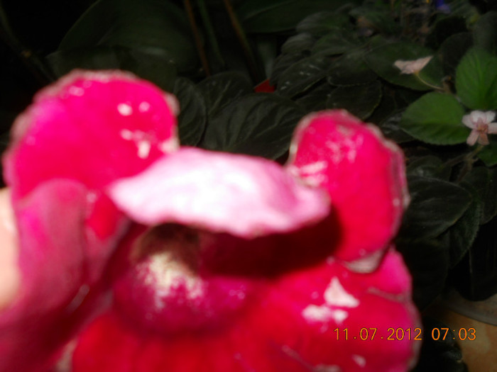 11,07.2012 008 - FLORILE MELE 2012
