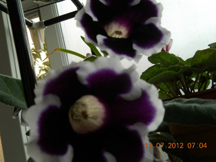 11,07.2012 014 - FLORILE MELE 2012