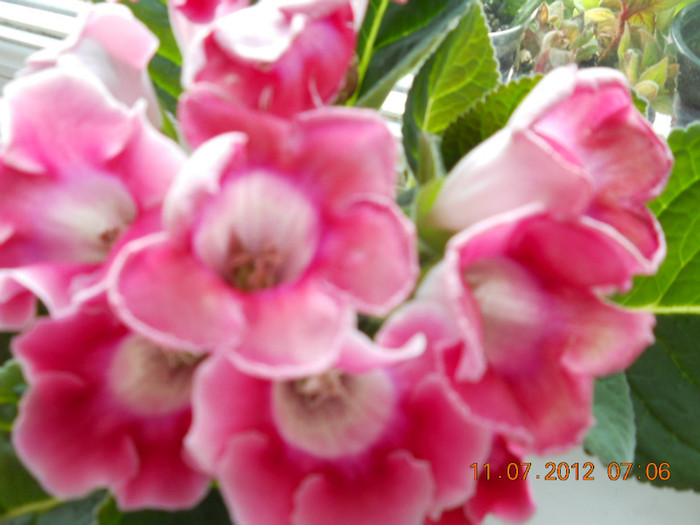 11,07.2012 018 - FLORILE MELE 2012