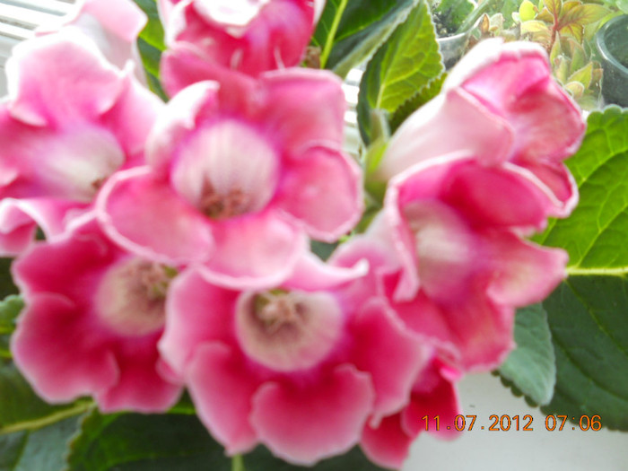 11,07.2012 019 - FLORILE MELE 2012