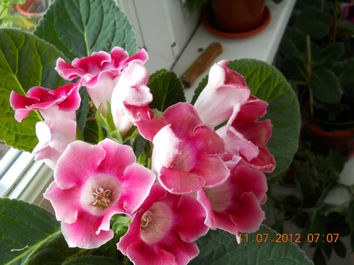 11,07.2012 022 - FLORILE MELE 2012
