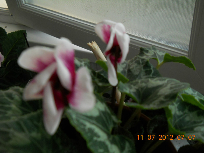 11,07.2012 025 - FLORILE MELE 2012