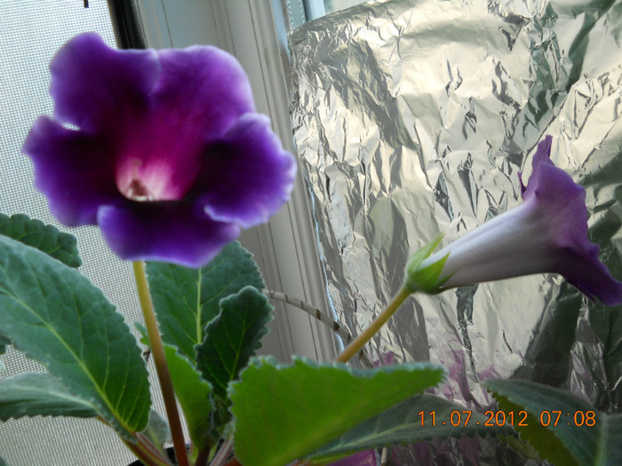 11,07.2012 026 - FLORILE MELE 2012