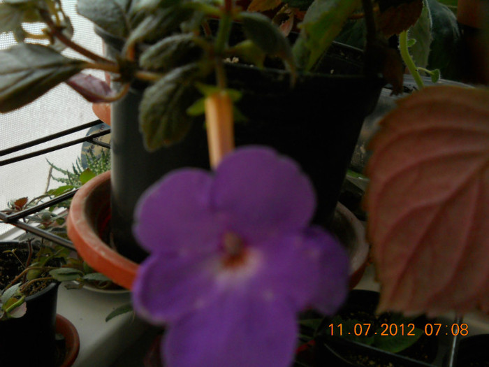 11,07.2012 029 - FLORILE MELE 2012