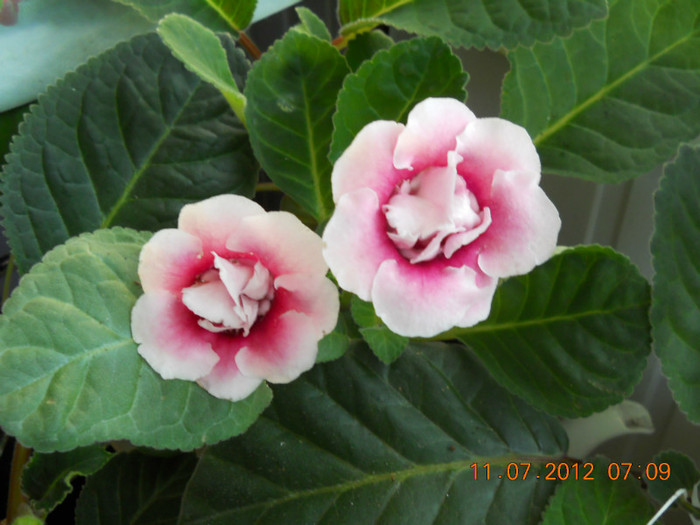11,07.2012 031 - FLORILE MELE 2012