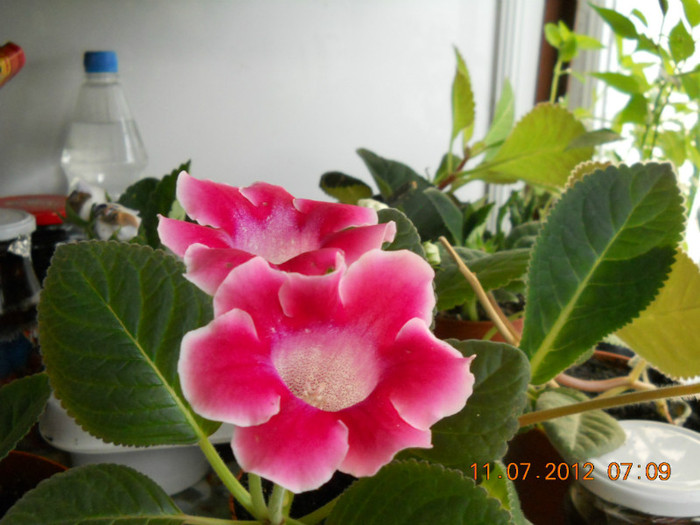 11,07.2012 032 - FLORILE MELE 2012