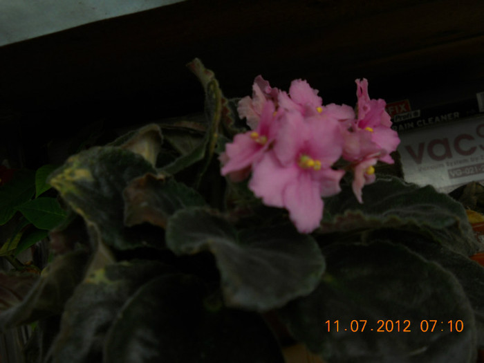 11,07.2012 034 - FLORILE MELE 2012