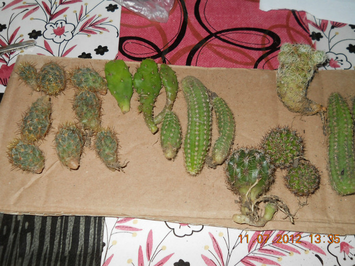 cactusei