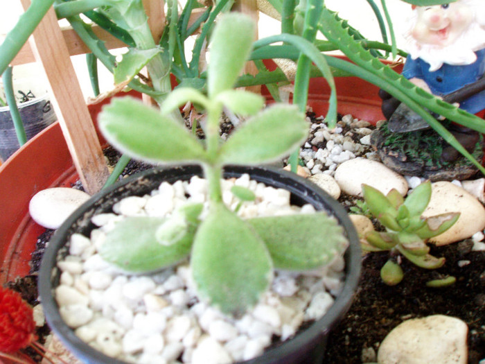 Cotyledon tomentosa - Cactusi si suculente