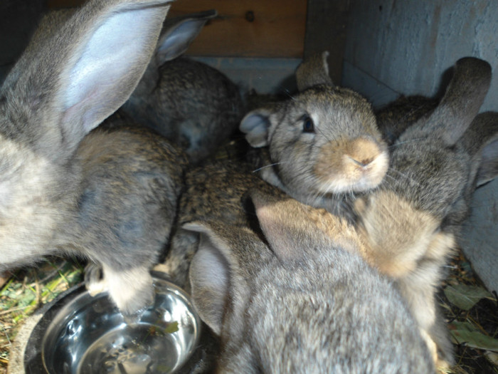 DSC01068 - URIAS GERMAN