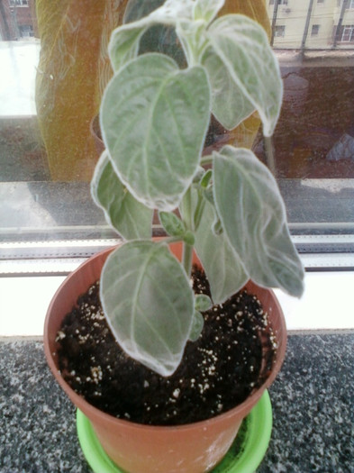 12 iulie 2012-flori 001