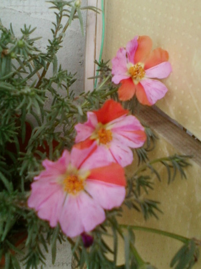 portulaca pestrita