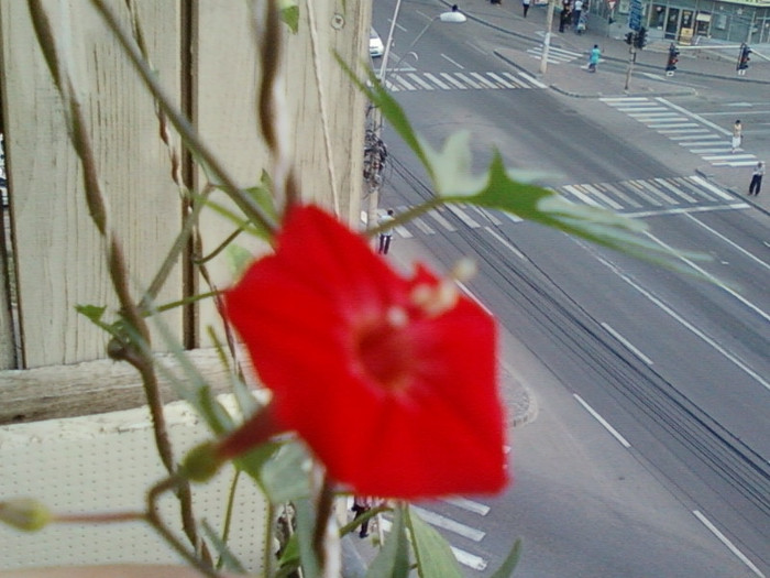 zorele-cardinal climber