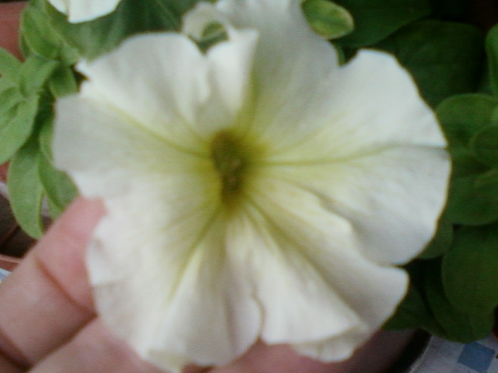 12 iulie 2012-flori 016