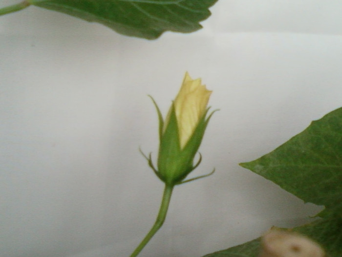 12 iulie 2012-flori 030