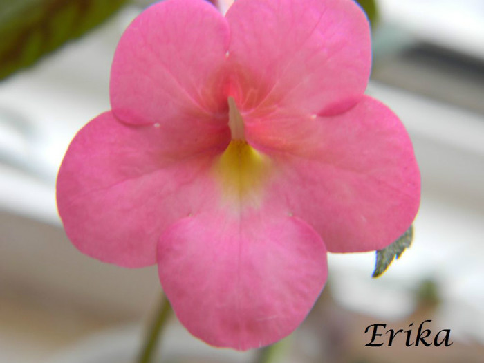 Jewel Pink 07-07-2012