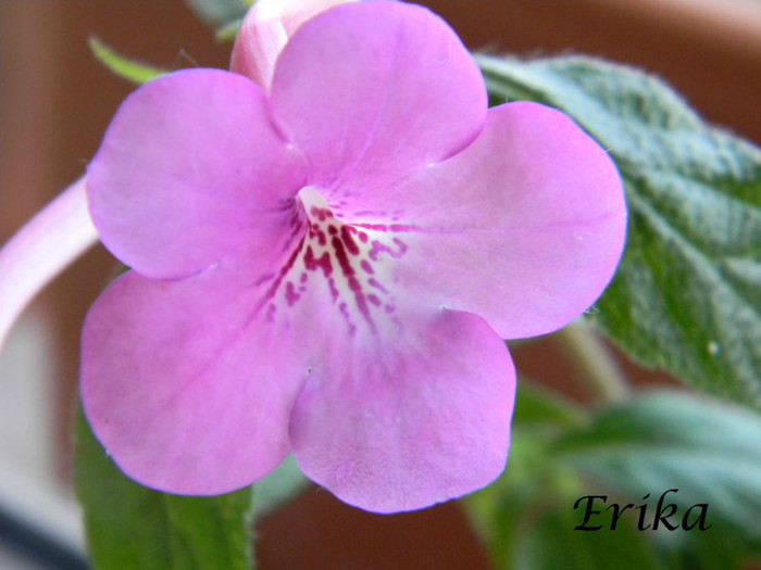 Old Rose Pink 07-07-2012''