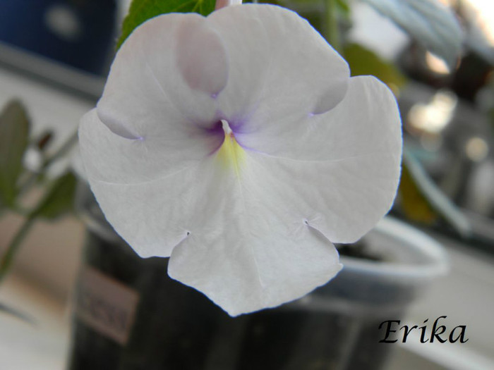 Snow Princess 07-07-2012'