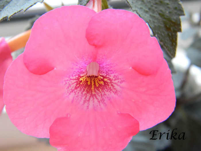 Summer Festival 07-07-2012