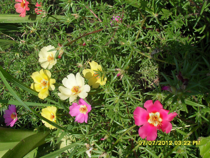 Flori de piatra - 7_Flori gradina anul I_ 2012