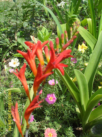 Crocosmia Lucifer - 7_Flori gradina anul I_ 2012