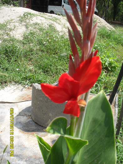 Canna (trebuia sa fie Lucifer)