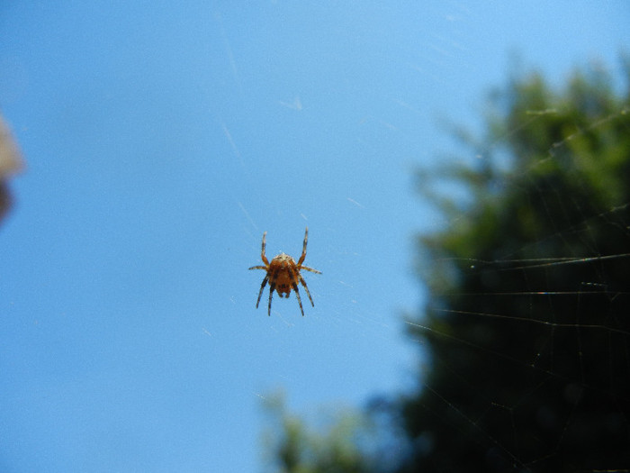 Spider_Paianjen (2012, July 03) - SPIDER_Paianjen