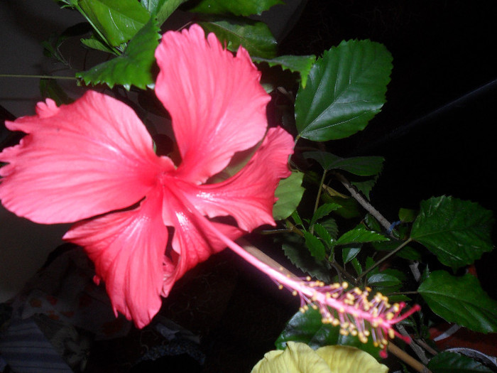 Hibiscus Archerii ( Rouge Tropique?) - Hibiscus 2012-1