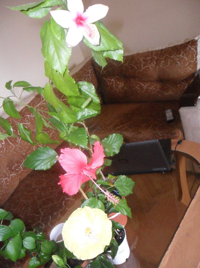 Hibiscus grup - Hibiscus 2012-1