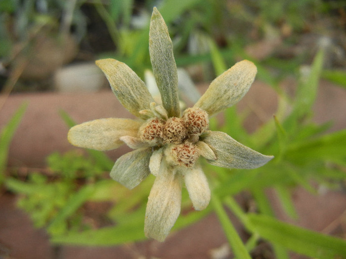 Leontopodium alpinum (2012, July 11)