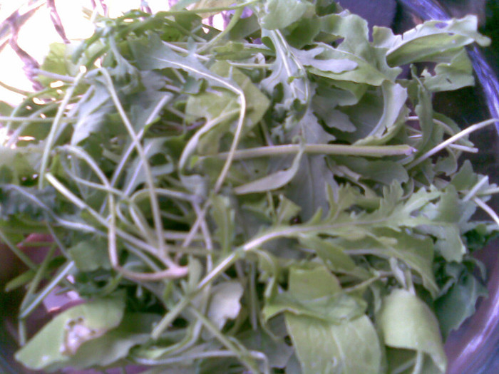 rucola pt salata, din gradina